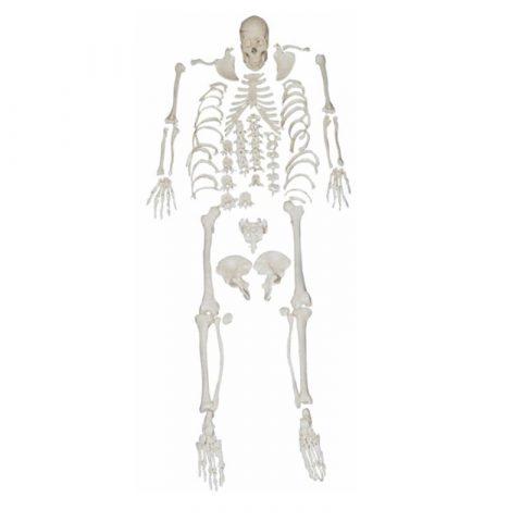 Skeleton Series