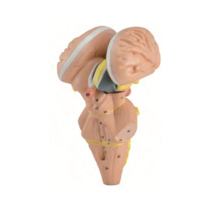 SA/0629 Brainstem and Mesencephalic Nuclei Model