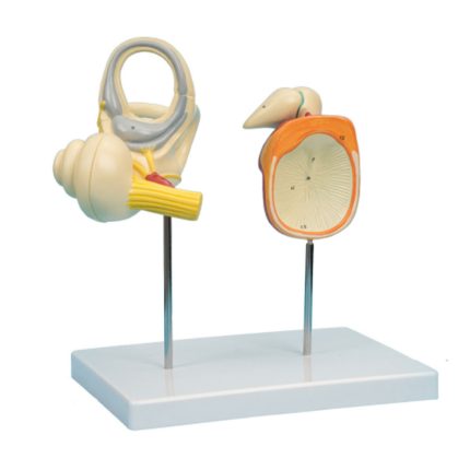 SA/0672 Inner Ear Auditory Ossicle and Tympanic Membrane Model