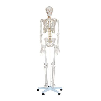 SA/101 Life-Size Skeleton Model 176CM