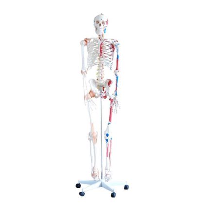 SA/101A Skeleton with Muscles and Ligaments 176cm Tall