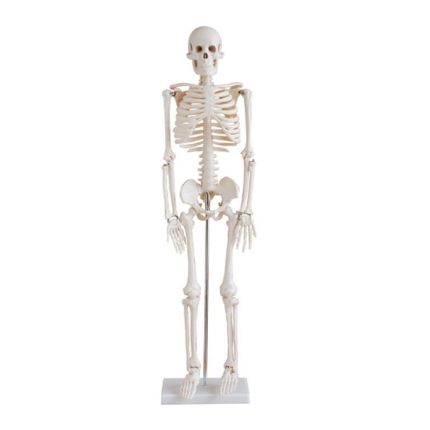 SA/102 85cm Skeleton Model