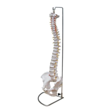 SA/105 Life-Size Vertebral Column with Pelvis Model（Flexible or Inflexible）