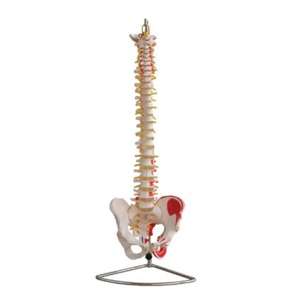 SA/105A Vertebral Column with Pelvis and Painted Muscles Model