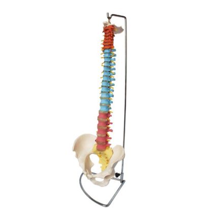SA/105C Didactic Vertebral Column with Pelvis Model