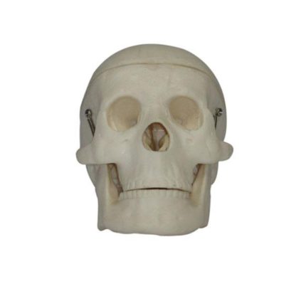 SA/106 Miniature Plastic Skull Model