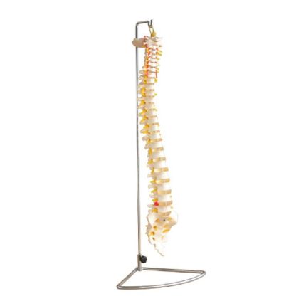 SA/107 Life-Size Vertebral Column Model（Flexible or Inflexible）