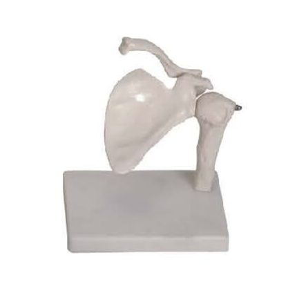 SA/109 Life-Size Shoulder Joint Model