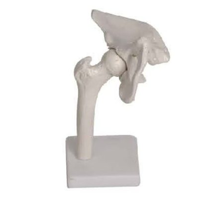 SA/110 Life-Size Hip Joint Model