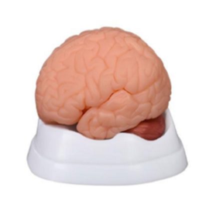 SA/304B New Style Brain Model（9 Parts）