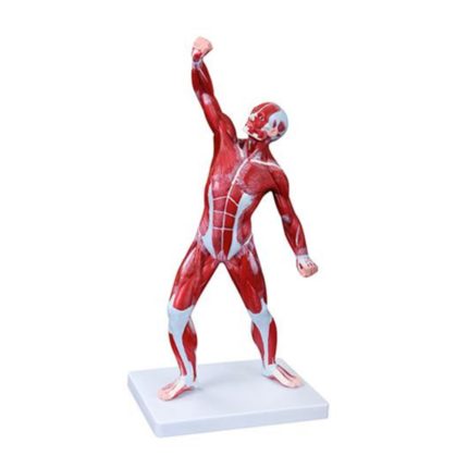 SA/335 50CM Human Muscle Model Male (1 Part)