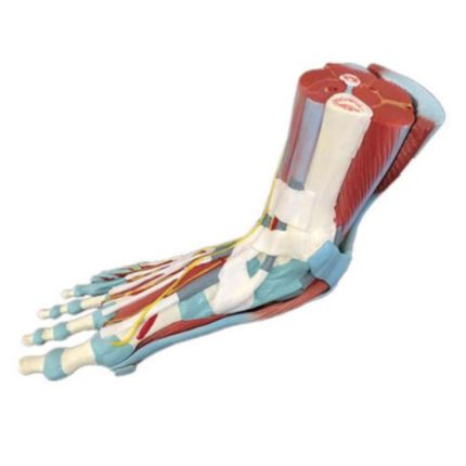 SA/338 Life Size Human Muscle Foot Model (7 Part)