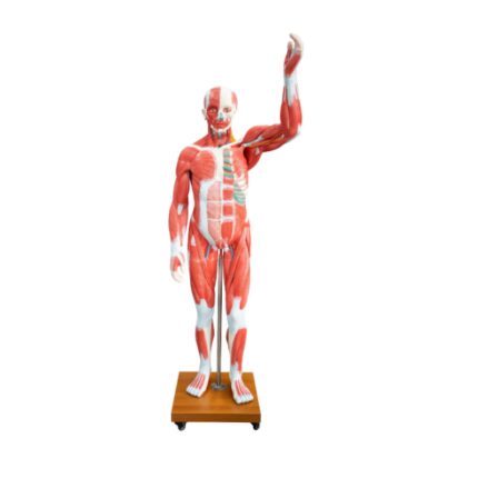 SA/339 Life Size Human Muscle Model（29 Parts）
