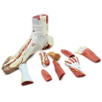 SA/8004 Life Size Human Muscle Foot Model (9 Part)