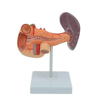 SA/A470 Spleen ,Pancreas,Duodenum Model