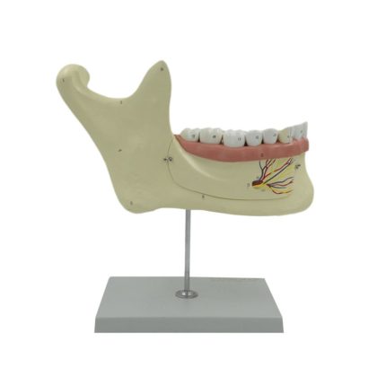 SA/BM1105 Lower Jaw Tissue Model