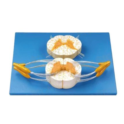 SA/BM1207 Enlarged Spinal Cord and Spinal Nerve Branch Model