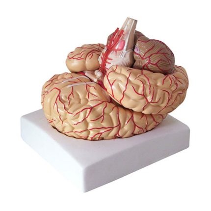SA/BM1224 Brain with Arteries Model（9 parts）