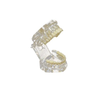 SA/OR14 Transparent Adult Teeth Model